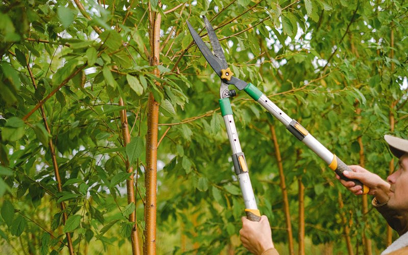 Tree trimming in Jonestown, PA